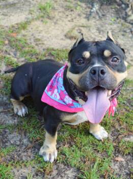 Jaida -  American Bully Dog for Adoption in Gulfport, Mississippi - Jaida | PetCurious