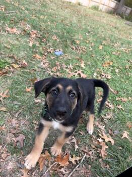 Rescue German Shepherd Dog and Labrador Retriever Dogs for Adoption in Cincinnati, Ohio - Turtle | PetCurious