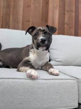 Pit Bull Terrier Dogs Available for Adoption in Sunnyvale, California - Louie | PetCurious