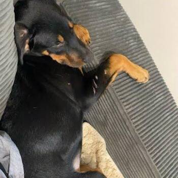 Maverick -  Rottweiler and Mixed Breed Dog for Adoption in South Elgin, Illinois - Maverick | PetCurious