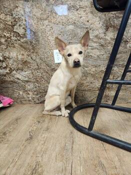 Mixed Breed Dogs Available for Adoption - Jasper | PetCurious