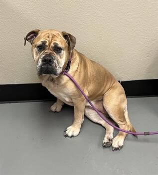 Bullmastiff Dogs Available for Adoption in Phoenix, Oregon - Odessa | PetCurious