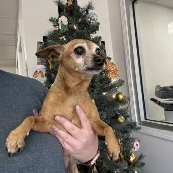 Rescue Chihuahua Dogs for Adoption in Parrish, Alabama - Nanny | PetCurious