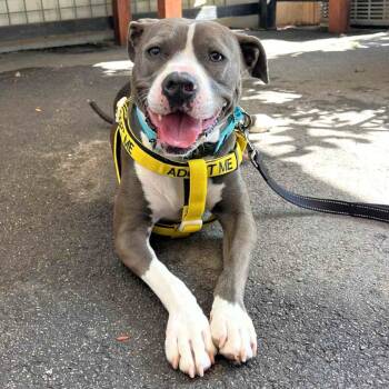 Rescue Pit Bull Terrier Dogs for Adoption in Michigan City, Indiana - Pearl | PetCurious