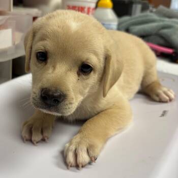 Gold -  Shepherd and Mixed Breed Dog for Adoption in Yuma, Arizona - Gold | PetCurious