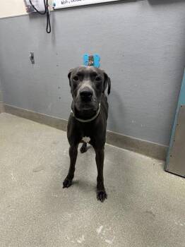 Rescue Great Dane Dogs for Adoption in Las Vegas, Nevada - BAYOU | PetCurious
