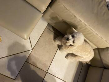 Poodle Dogs Available for Adoption in Moreno Valley, California - Pearl  | PetCurious