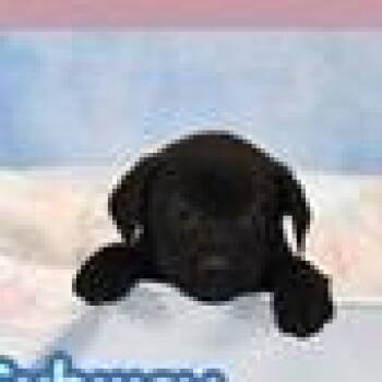 Labrador Retriever and Mixed Breed Dogs Available for Adoption in Clearwater, Florida - Bayne | PetCurious
