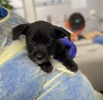 Mixed Breed Dogs Available for Adoption - LUNA | PetCurious