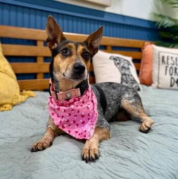 Dachshund and Australian Cattle Dog Blue Heeler Dogs Available for Adoption - Tilly Millie The Pocket Sized Princess  | PetCurious