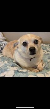 Chihuahua and Terrier Dogs Available for Adoption - Bonnie | PetCurious