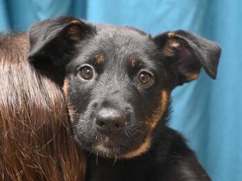 Rescue Rottweiler and German Shepherd Dog Dogs for Adoption in Portland, Oregon - Tee-Hee | PetCurious
