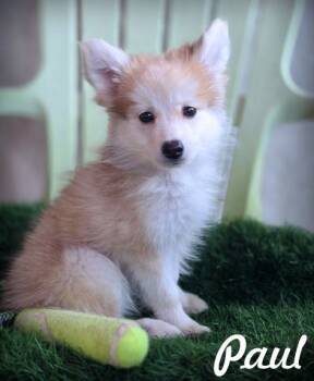Rescue Pomeranian and Chihuahua Dogs for Adoption in Anaheim, California - Paul | PetCurious