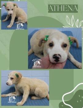 Athena -  Mixed Breed Dog for Adoption in Kenansville, North Carolina - Athena | PetCurious