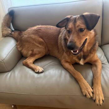 Teddy -  Shepherd and Cattle Dog Dog for Adoption in Austin, Texas - Teddy | PetCurious