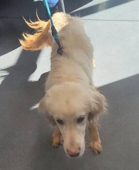 Ic 9 Air Bud -  Golden Retriever Dog for Adoption in Lawrenceville, Georgia - Ic 9 Air Bud | PetCurious