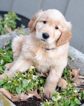 Golden Retriever Dogs Available for Adoption - Cash | PetCurious