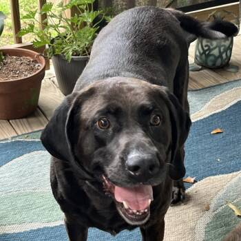 Mixed Breed Dogs Available for Adoption in Gulfport, Mississippi - Lady | PetCurious