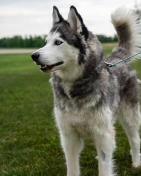 Duke -  Siberian Husky and Mixed Breed Dog for Adoption in Pequot Lakes, Minnesota - Duke | PetCurious