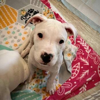 Rescue Mixed Breed Dogs for Adoption in Williston, Florida - Holden | PetCurious