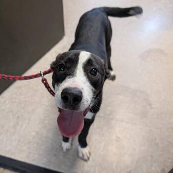 Sunshine -  Border Collie and Labrador Retriever Dog for Adoption in Independence, Kansas - Sunshine | PetCurious