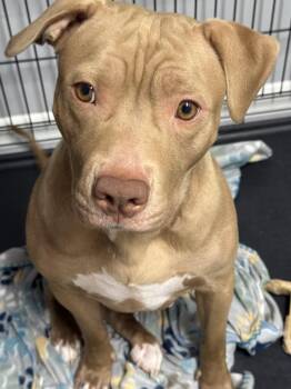 Princess -  Pit Bull Terrier Dog for Adoption in Leonardtown, Maryland - Princess | PetCurious