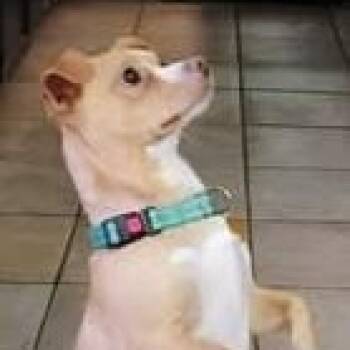 Pierre -  Chihuahua Dog for Adoption in Chino Valley, Arizona - Pierre | PetCurious