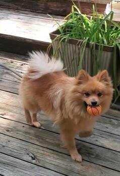 Drago -  Pomeranian Dog for Adoption in Hallsville, Missouri - Drago | PetCurious