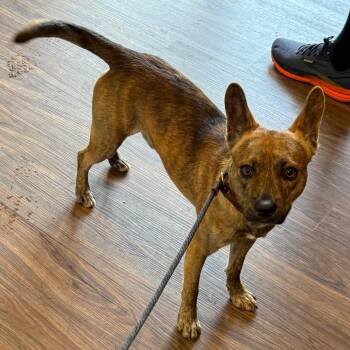 Pancho 4430 -  Mixed Breed Dog for Adoption in Loxahatchee Groves, Florida - Pancho 4430 | PetCurious