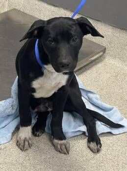 Labrador Retriever and Mixed Breed Dogs Available for Adoption in Tallahassee, Florida - KOA | PetCurious