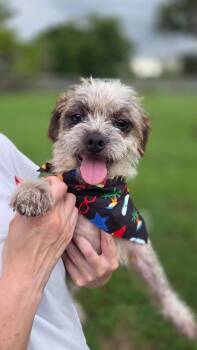 BRADLEY -  Shih Tzu Dog for Adoption in Houston, Texas - BRADLEY | PetCurious
