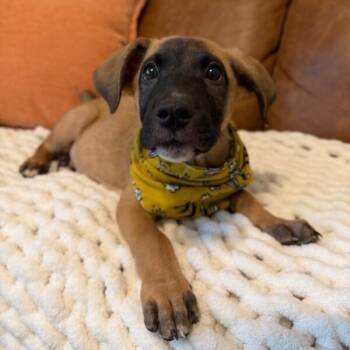 Koda Gallegos -  Boxer and Labrador Retriever Dog for Adoption in Friendswood, Texas - Koda Gallegos | PetCurious