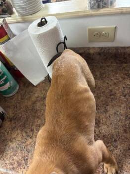 Uno -  Mixed Breed Dog for Adoption in Cincinnati, Ohio - Uno | PetCurious