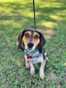 Larry -  Beagle Dog for Adoption in Aiken, South Carolina - Larry | PetCurious