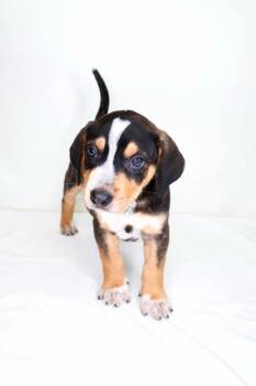 Rescue Rhodesian Ridgeback and Australian Cattle Dog Blue Heeler Dogs for Adoption in Bixby, Oklahoma - Tyrion | PetCurious