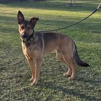 German Shepherd Dog and Mixed Breed Dogs Available for Adoption in Cashmere, Washington - Coco | PetCurious