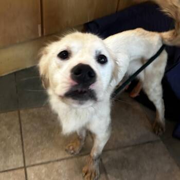 Peanut Butter -  Mixed Breed Dog Available for Adoption in Chattanooga, Tennessee - Peanut Butter | PetCurious