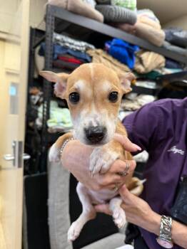 Jamye -  Australian Cattle Dog Blue Heeler Dog for Adoption in Rockwall, Texas - Jamye | PetCurious