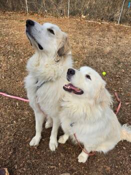 Mixed Breed Dogs Available for Adoption - Alfredo | PetCurious