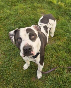 Pit Bull Terrier Dogs Available for Adoption - Kilo | PetCurious