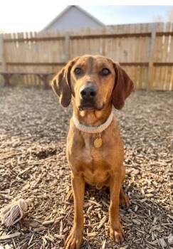Hound and Mixed Breed Dogs Available for Adoption in Severance, Colorado - Haiku | PetCurious