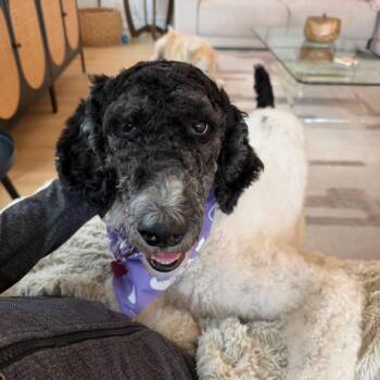 Maddie -  Standard Poodle Dog for Adoption in Lakewood Ranch, Florida - Maddie | PetCurious