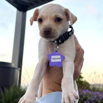 Gelato -  Chihuahua and Mixed Breed Dog for Adoption in San Francisco, California - Gelato | PetCurious