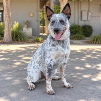 Sterling -  Australian Cattle Dog Blue Heeler and Mixed Breed Dog for Adoption in Lathrop, California - Sterling | PetCurious