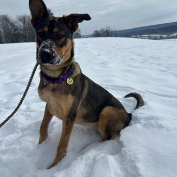 Daisy Mae/Ginger (26-031) -  German Shepherd Dog Dog for Adoption in New Ringgold, Pennsylvania - Daisy Mae/Ginger (26-031) | PetCurious