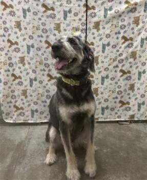 Giant Schnauzer Dogs Available for Adoption - RANGER | PetCurious