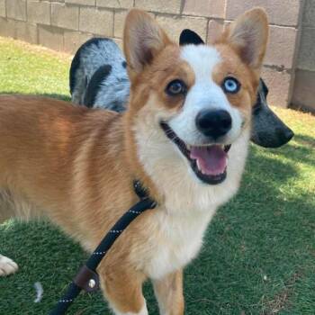 Squid -  Cardigan Welsh Corgi and Mixed Breed Dog for Adoption in Fort Collins, Colorado - Squid | PetCurious