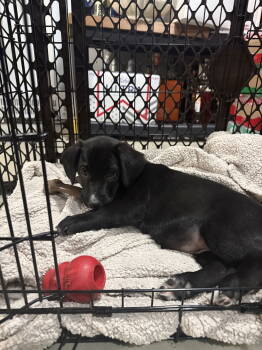 Rescue Labrador Retriever and Hound Dogs for Adoption in Cuyahoga Falls, Ohio - The Spice Girls: Sage | PetCurious