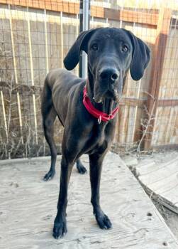 Great Dane Dogs Available for Adoption in Severance, Colorado - Lynda | PetCurious