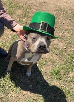 Pit Bull Terrier and American Staffordshire Terrier Dogs Available for Adoption in Friendswood, Texas - Tootsie Roll Your Happy-Hippo | PetCurious